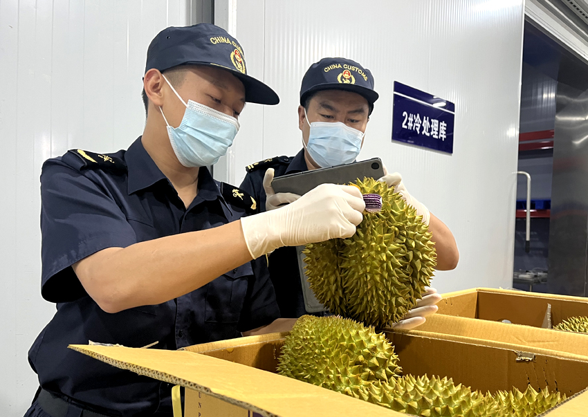 磨憨鐵路口岸綜合性指定監管場地水果查驗區內，海關關員正在查驗進口榴蓮。勐臘海關供圖